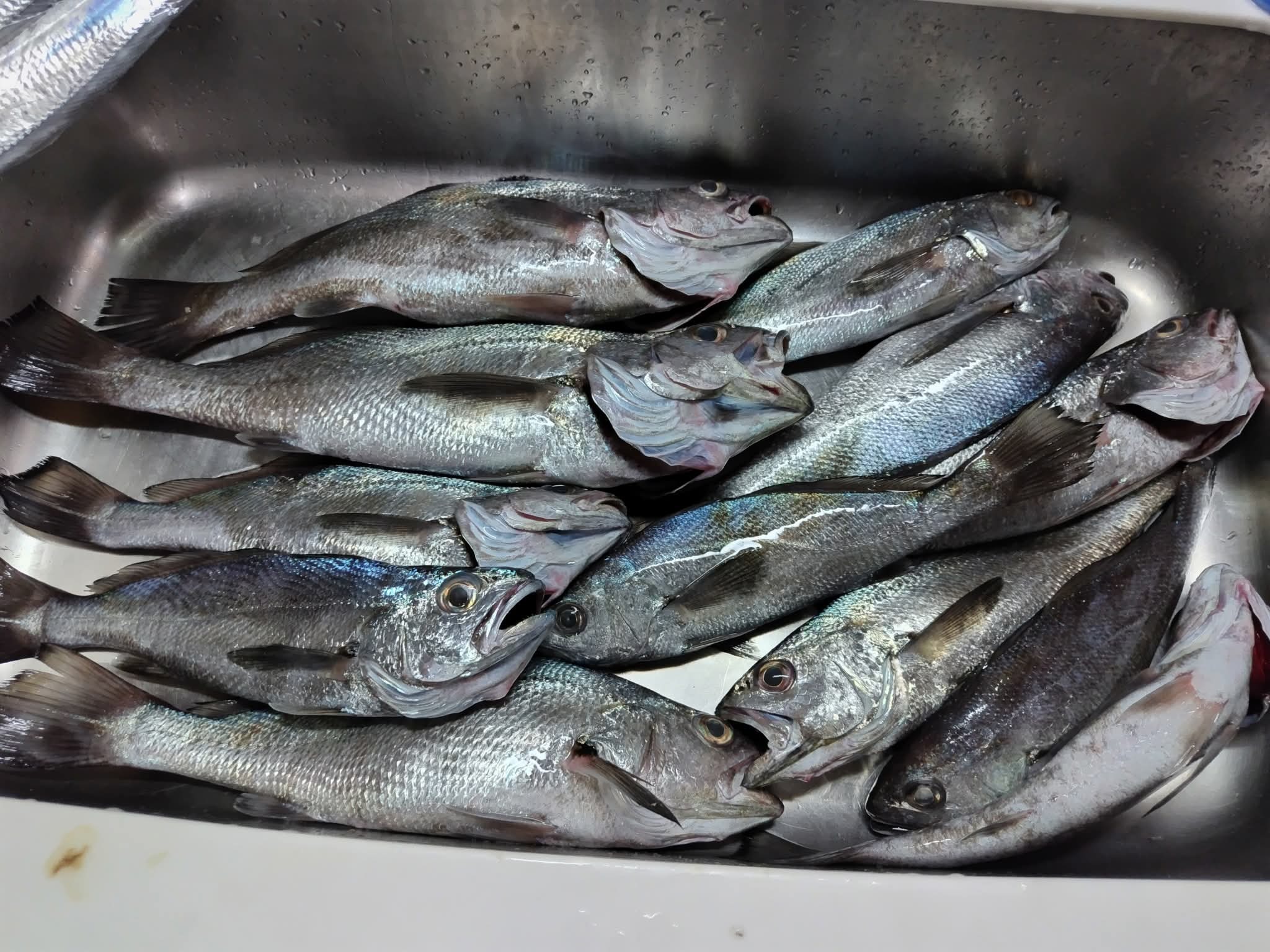 FB_IMG_1765871614820